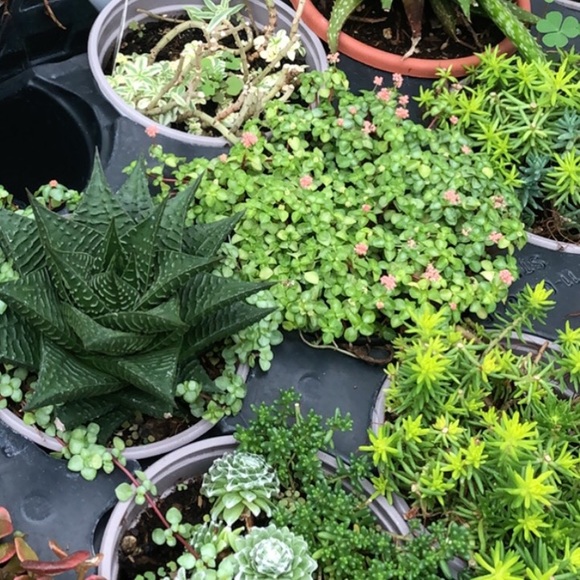 Meet your Posher, Sara - Picture 1 of 1